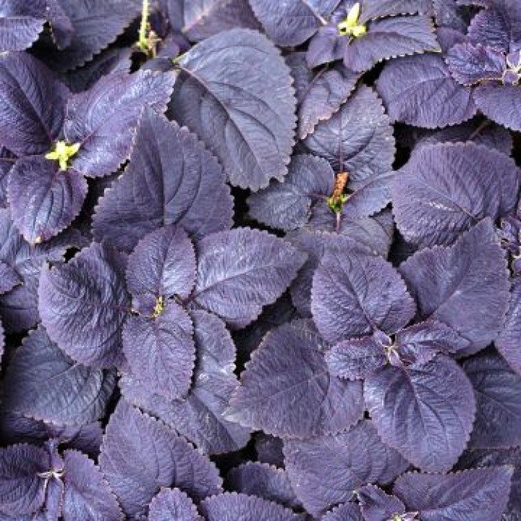 Coleus Solenostemon "Black Prince" - во саксија Ø13